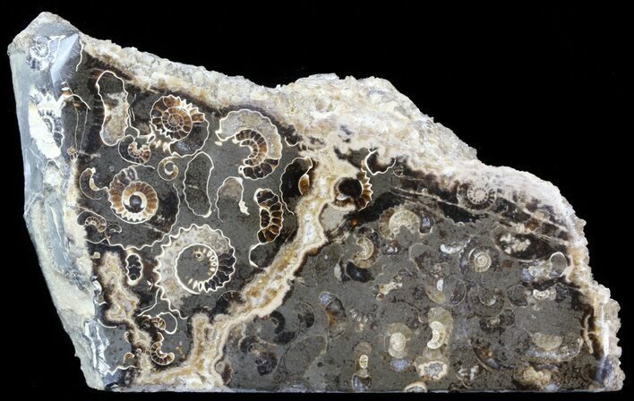 Polished Ammonite Fossil Slab - Marston Magna Marble #42093
